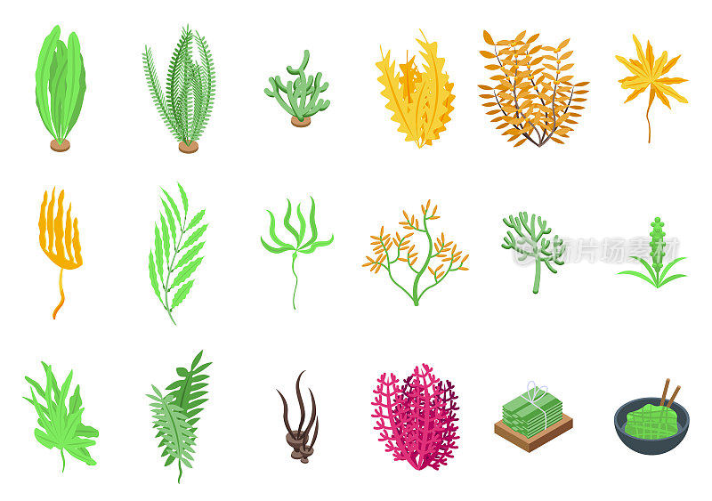 藻类图标设置等距矢量。螺旋藻植物