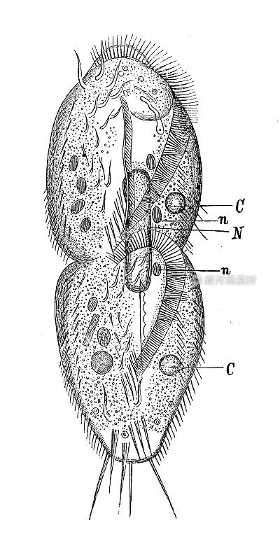 古董生物动物学图像:刺尾螺