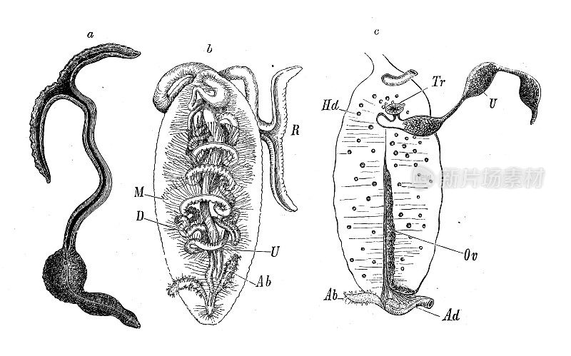 仿古生物动物学图像:碧绿Bonellia