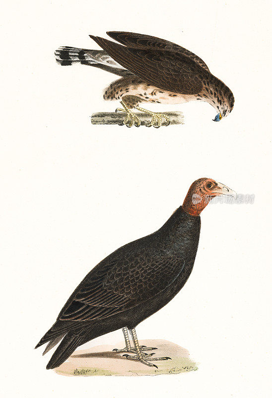 土耳其秃鹰和秃鹰平版1844年