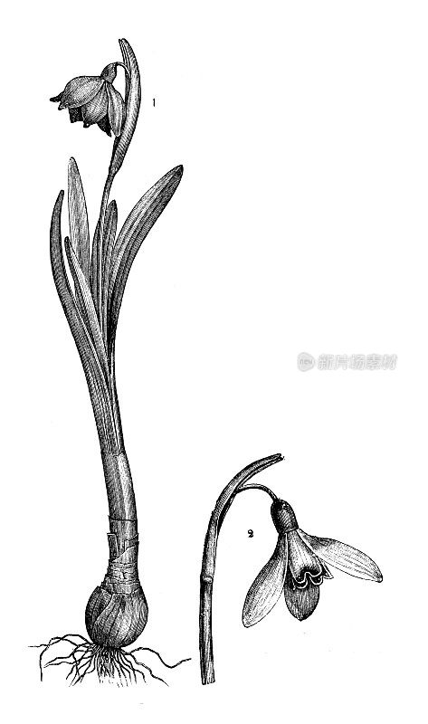 植物学植物仿古雕刻插图:白桦(春天的雪花)和雪花莲(雪花莲)