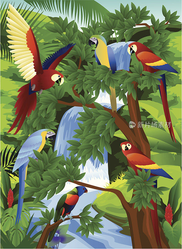 热带丛林中的巨嘴鸟