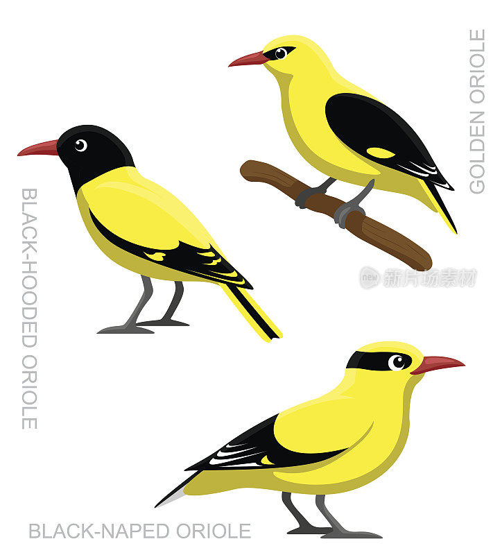 鸟黄鹂设置卡通矢量插图