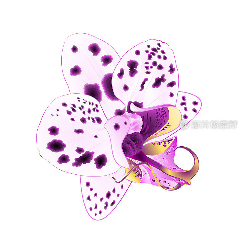 兰花蝴蝶兰与点特写特写紫色和白色美丽的花孤立的年份矢量插图编辑