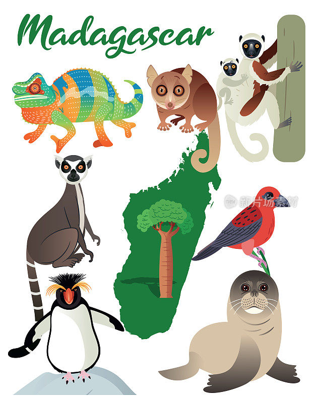 马达加斯加动物地图，马达加斯加动物，马达加斯加佛迪，亚南极海狗，海狗，企鹅，环尾狐猴，安塔那那利佛，托阿马西纳，安西亚拉贝，菲亚纳兰索，马哈江加，托利亚拉，安塔那那利佛，安塔那那利佛，安波旁，安波旁，安帕拉