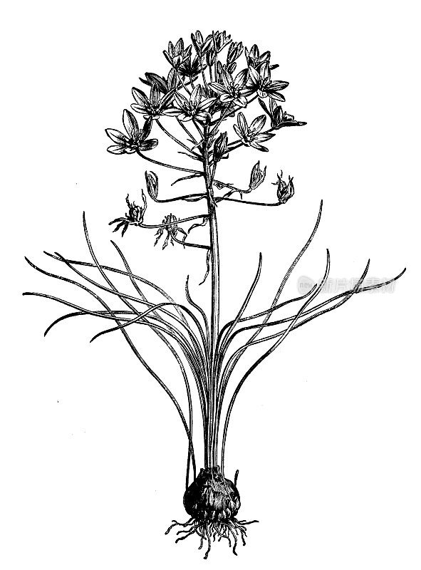 古植物学插图:伞形鸟、花园之星
