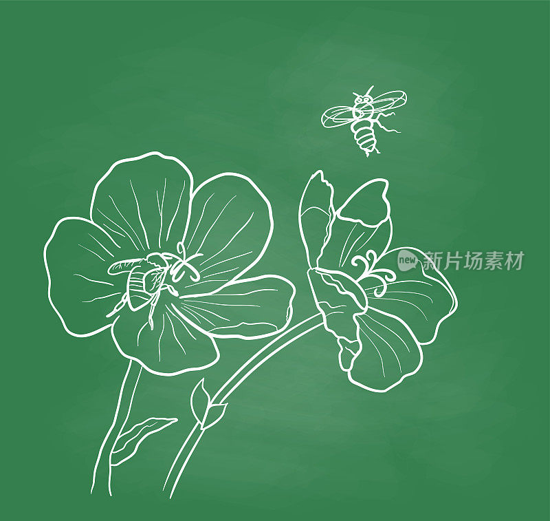 蜜蜂授粉黑板