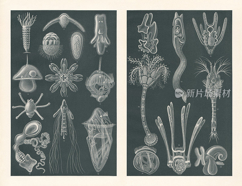 海幼虫，光栅版画，1900年出版