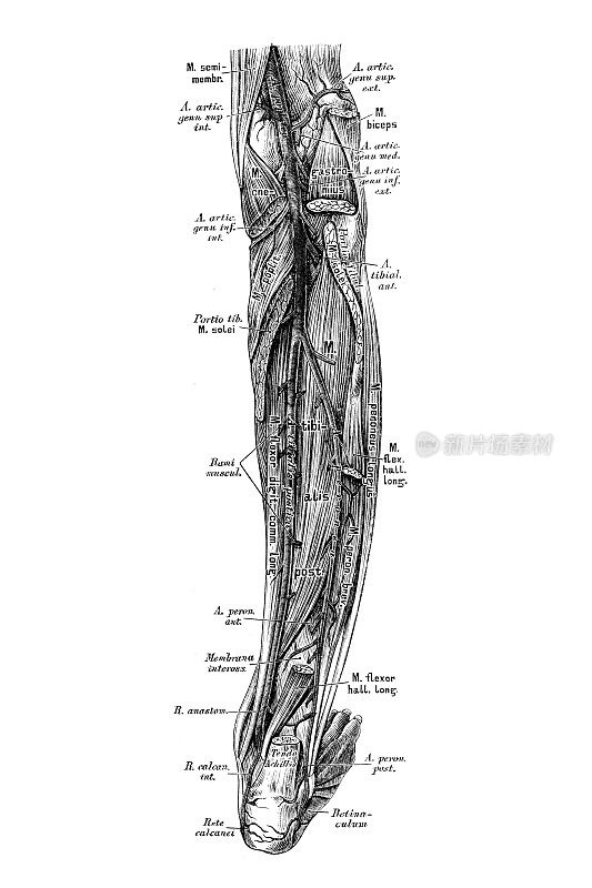 腿动脉
