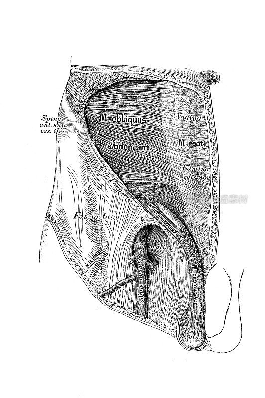 腹股沟和大腿的地形图