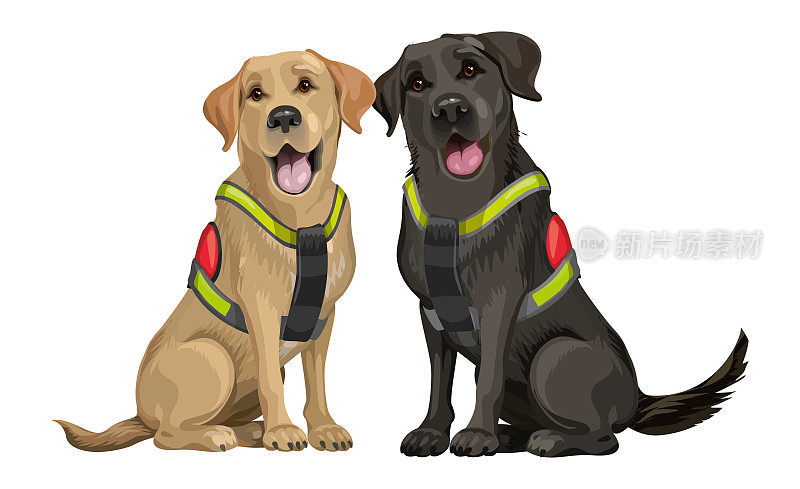 一组救援犬，一只黄黑相间的拉布拉多寻回犬，在地震、恐怖袭击和龙卷风后搜救被毁建筑物下的人
