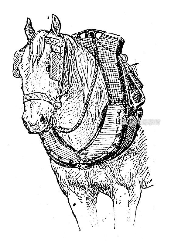 古董插图:马项圈