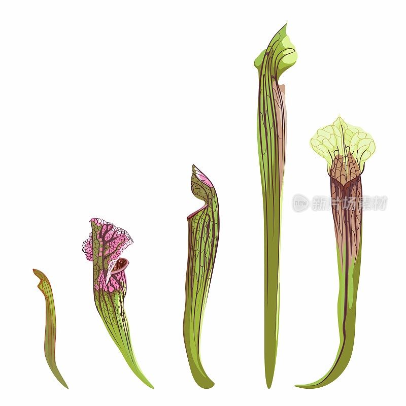 热带Sarracenia盆栽。家养热带装饰植物，有开放式捕集器。图形设计元素孤立在白色背景。