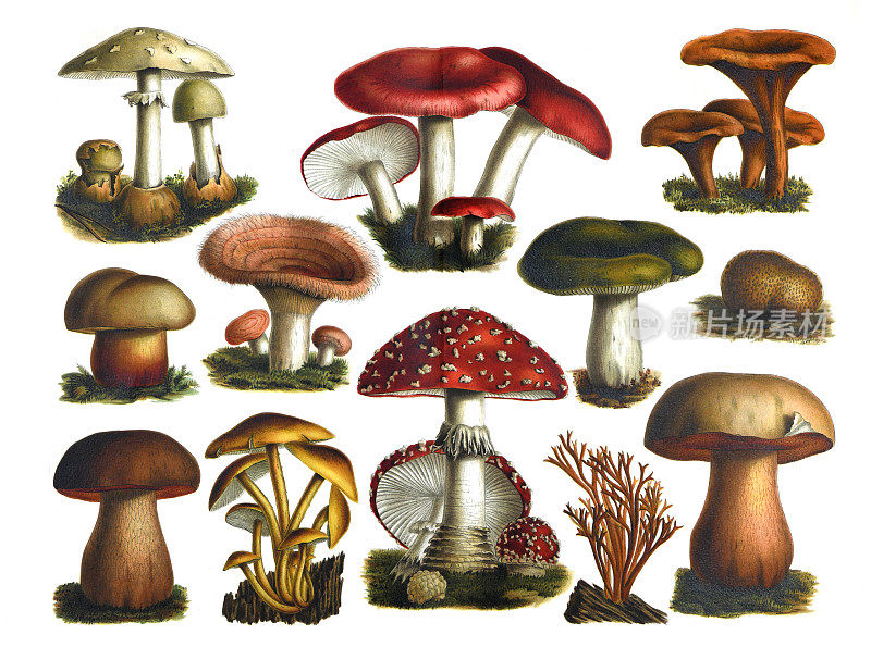 蘑菇集合。秋季森林松露蘑菇景象。秋天蘑菇视图。蘑菇采集:吐红菇、奥氏斑蝥、牛肝菌、蘑菇。手绘雕刻插图。基本的森林食品。食用香草。