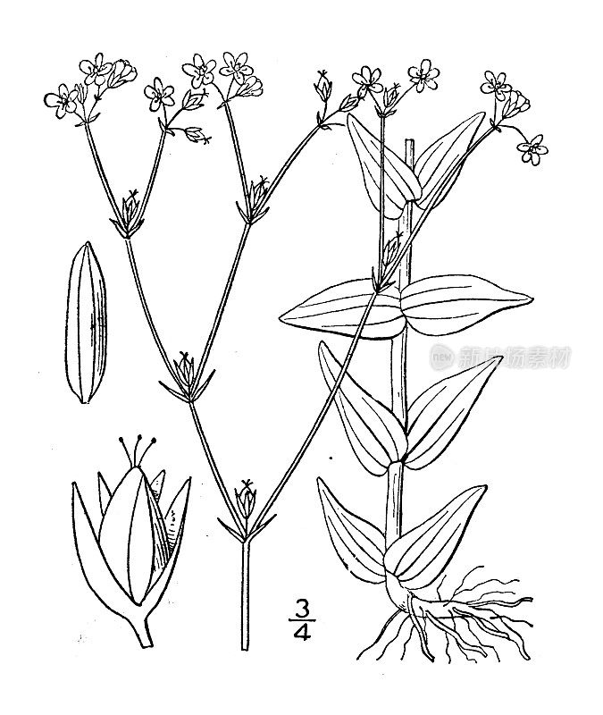 古植物学植物插图:金丝桃、抱叶圣约翰草