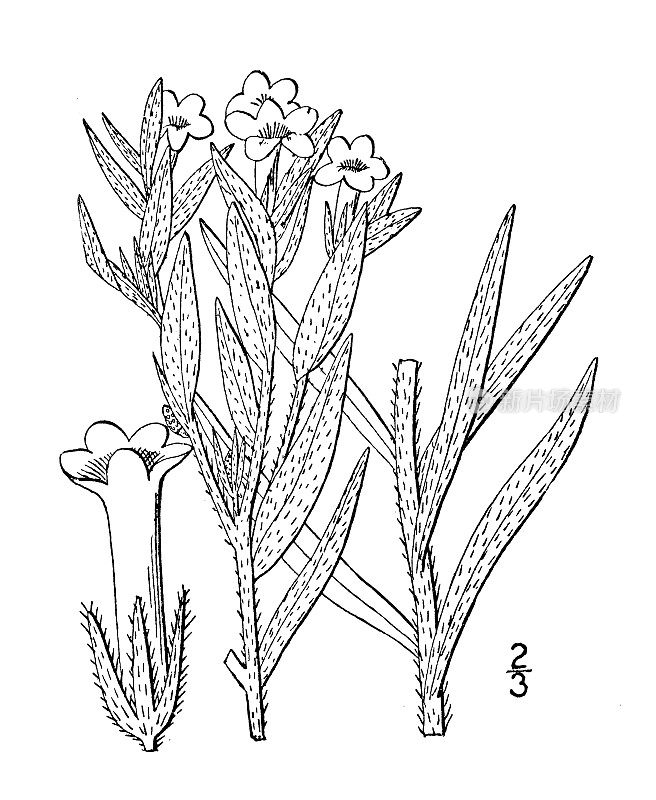 古植物学植物插图:紫草、毛Puccoon