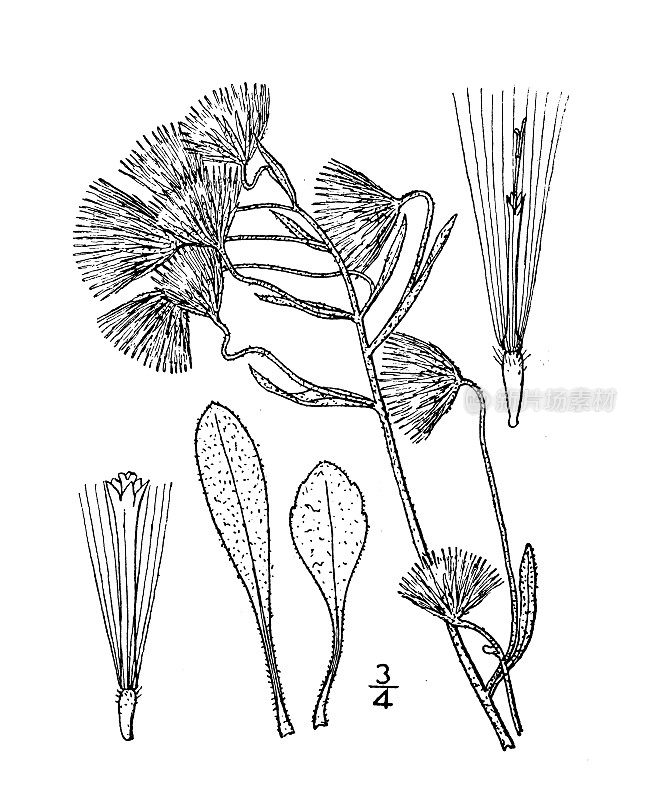 古植物学植物插图:灯盏花、苦蓬
