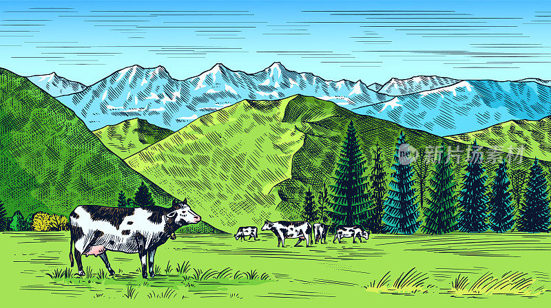 乡村草地。有奶牛、小山和农场的乡村景观。阳光明媚的乡村风景。手绘雕刻素描。复古质朴的横幅木制标志或徽章或标签。