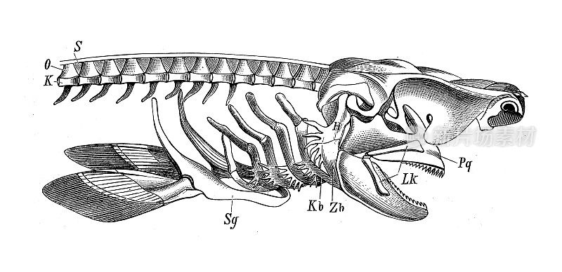 古代生物动物学图像:棘花叶