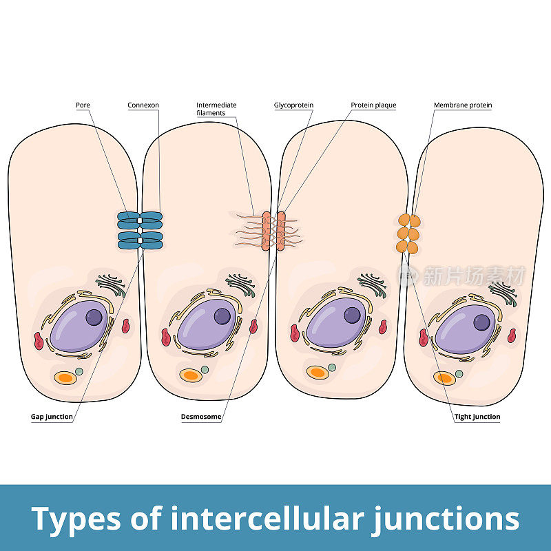 细胞间连接的类型