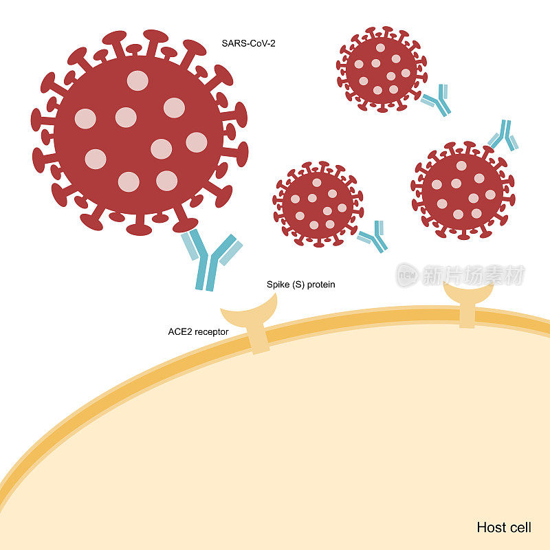 中和抗体(Nab)特异性结合SARS-CoV-2的刺突(S)蛋白区，通过膜上ACE2受体抑制宿主细胞感染