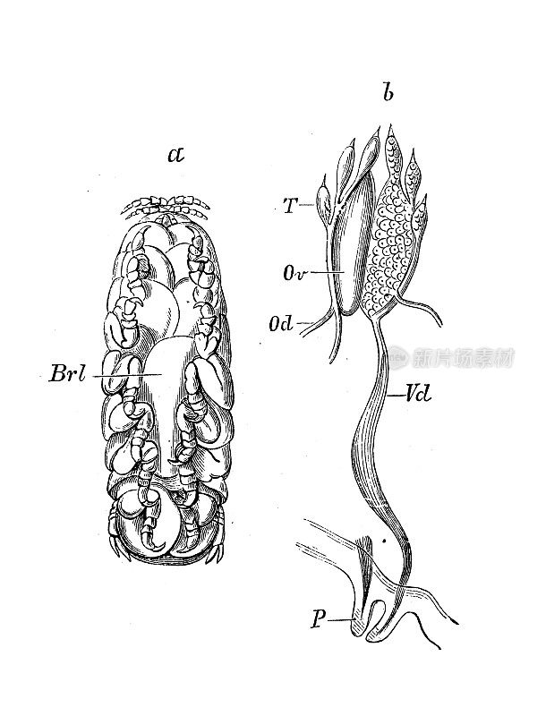 仿古生物动物学图像:班克山桃桃，雌桃桃