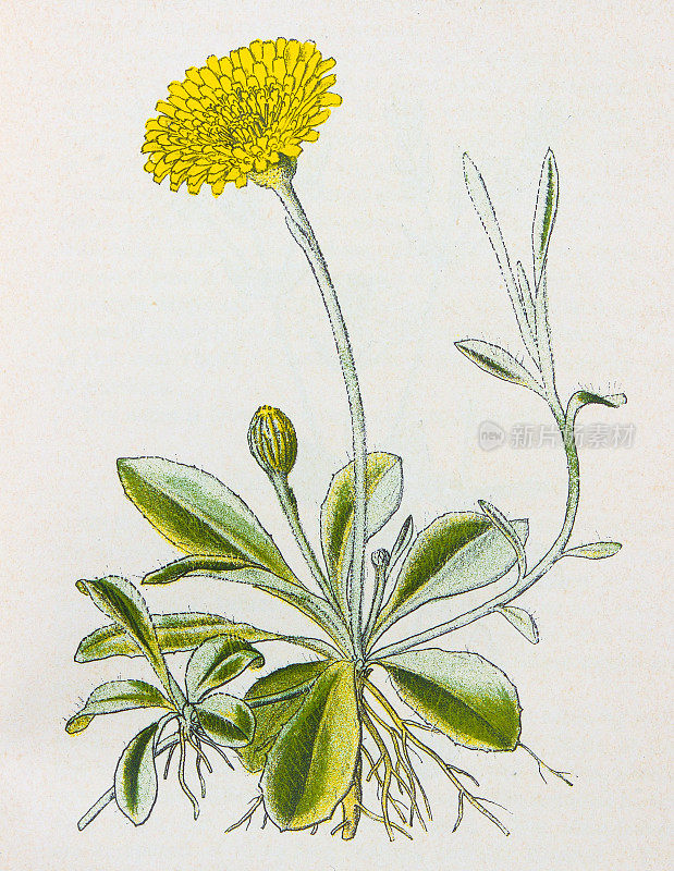 古董植物学插图:鼠耳山葵，山葵