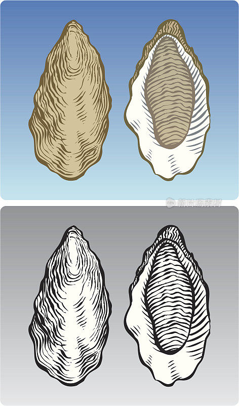 两面牡蛎插图的颜色和黑白