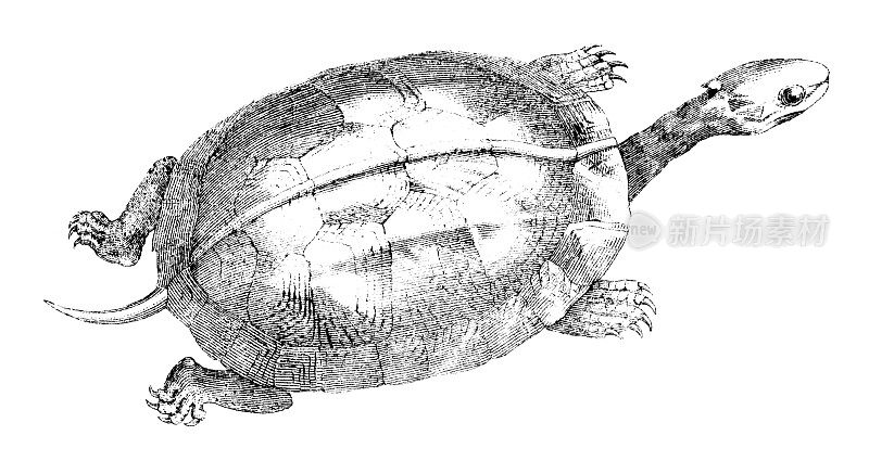 19世纪雕刻的乌龟或箱龟