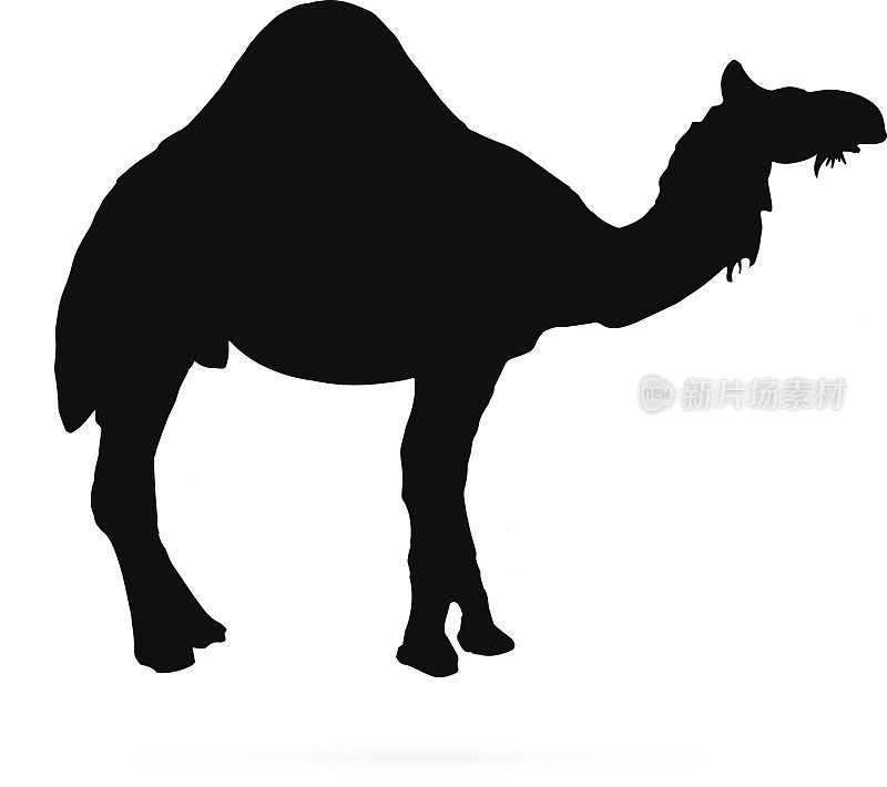 矢量骆驼的轮廓在白色的背景
