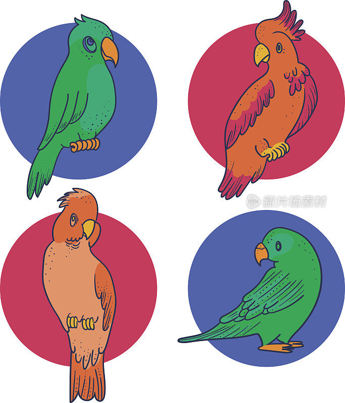 一套4只鹦鹉和凤头鹦鹉插图