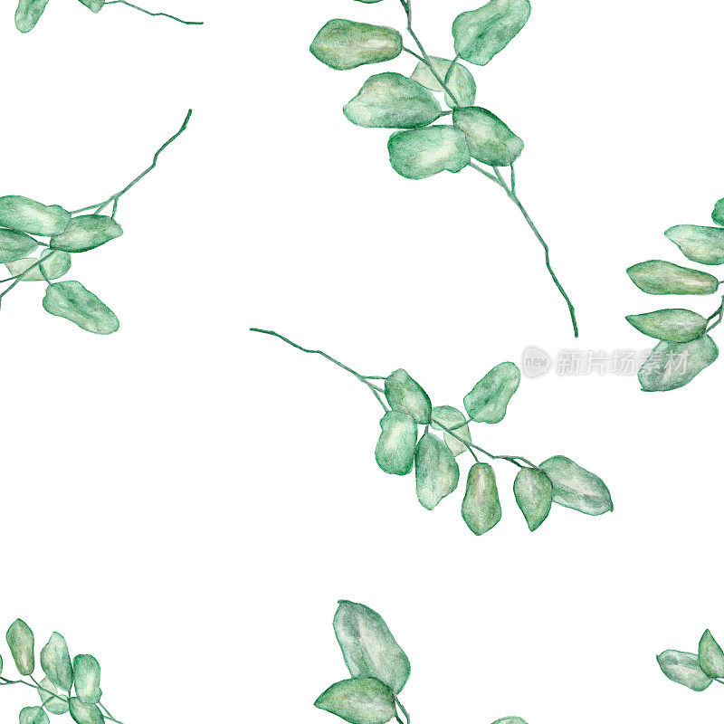 无缝水彩插图的绿叶，桉树枝在白色的背景-水彩在复古风格