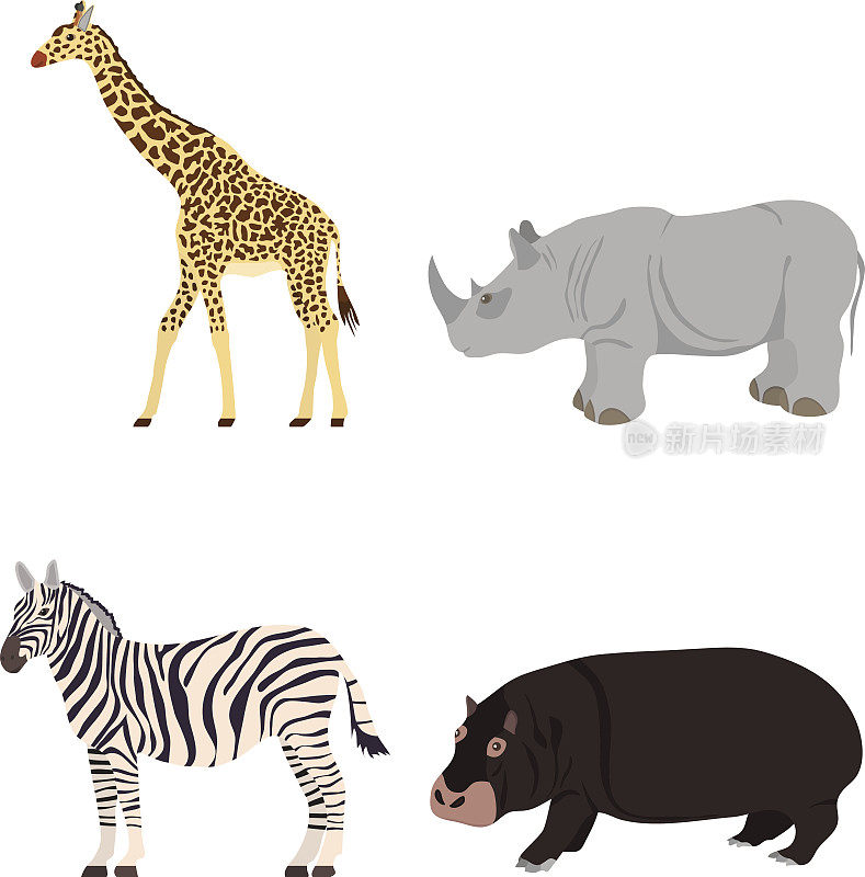 长颈鹿，犀牛，斑马，河马。非洲的动物。