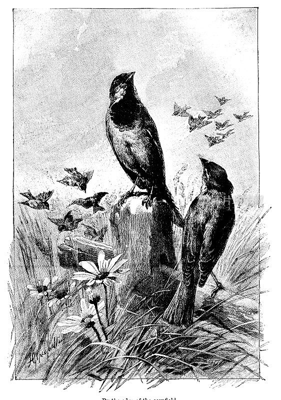 麦田边上的维多利亚时代的云雀雕刻;19世纪的鸟类和乡村野生动物。