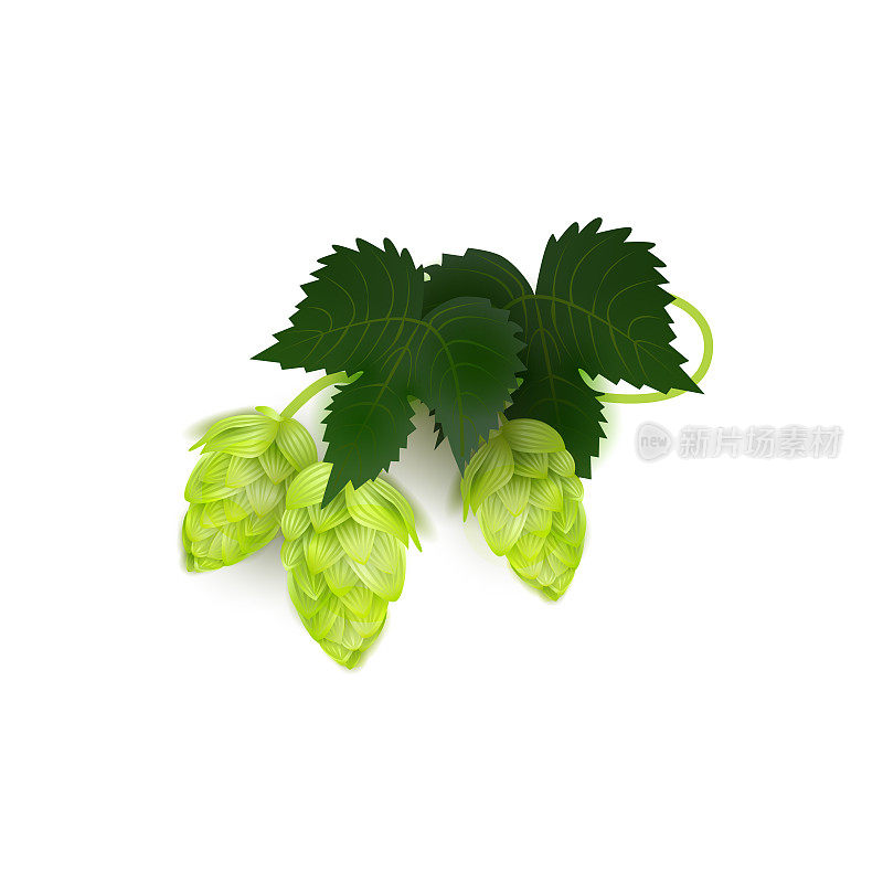 向量绿色现实啤酒啤酒花圆锥与树叶