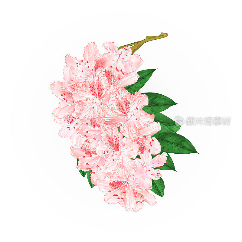 枝头浅粉色的杜鹃山灌木，白色背景，复古矢量插图可编辑