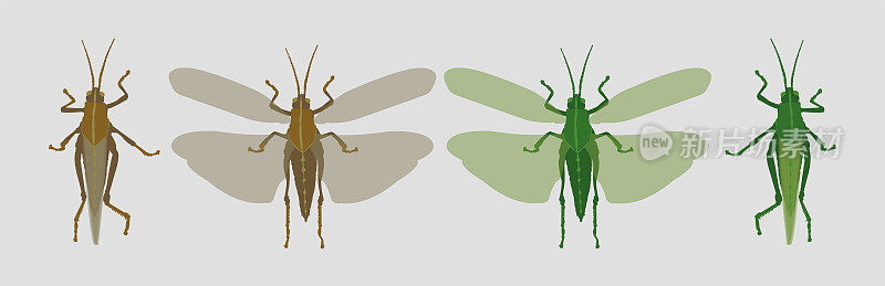 灰褐色的蝗虫和绿色的蚱蜢合拢张开翅膀