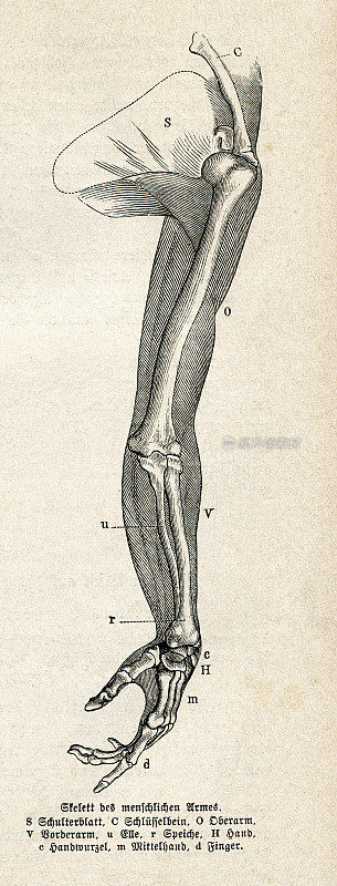 人体手臂与肌肉和骨骼插图