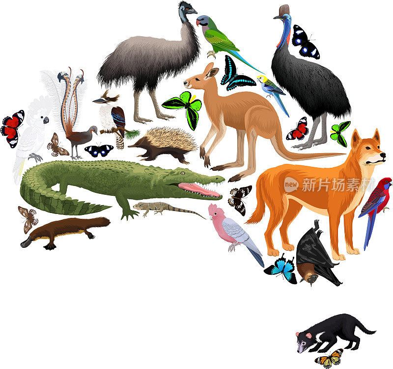矢量澳大利亚动物区系地图，平面元素。动物、鸟类、爬行动物、昆虫和爬行动物大集合。地理信息图说明