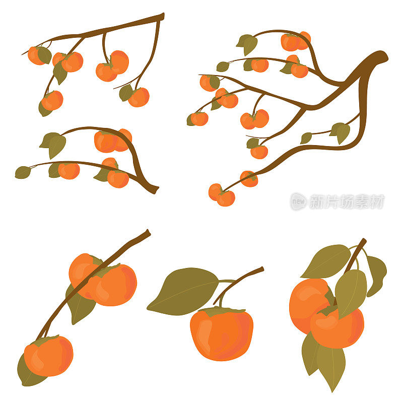 套柿子果树。卡其果实的树枝与叶子在秋天成熟和未加工。矢量卡通插图为韩国秋夕假日孤立在白色的背景。
