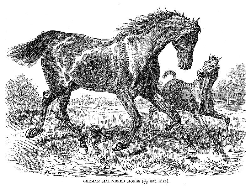 德国杂交马雕刻1896年