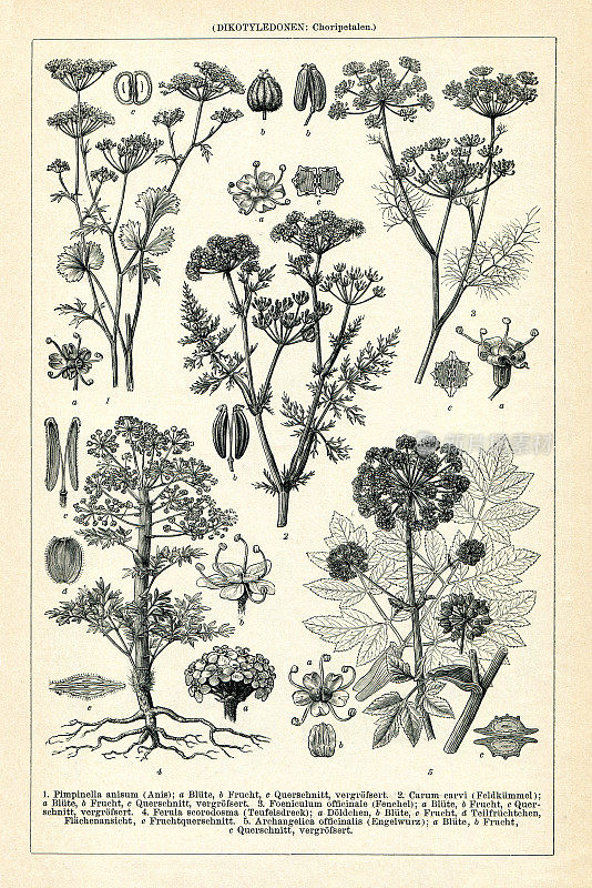 1895年草药植物茴香芹菜画