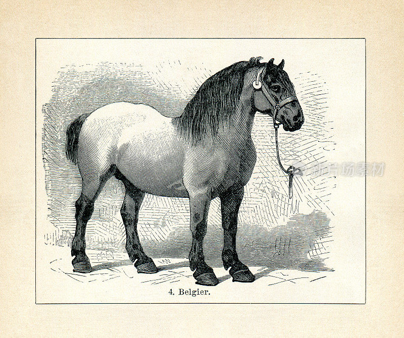 1898年比利时温血马役用品种插图