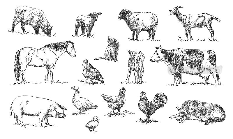一套农场动物-手绘插图