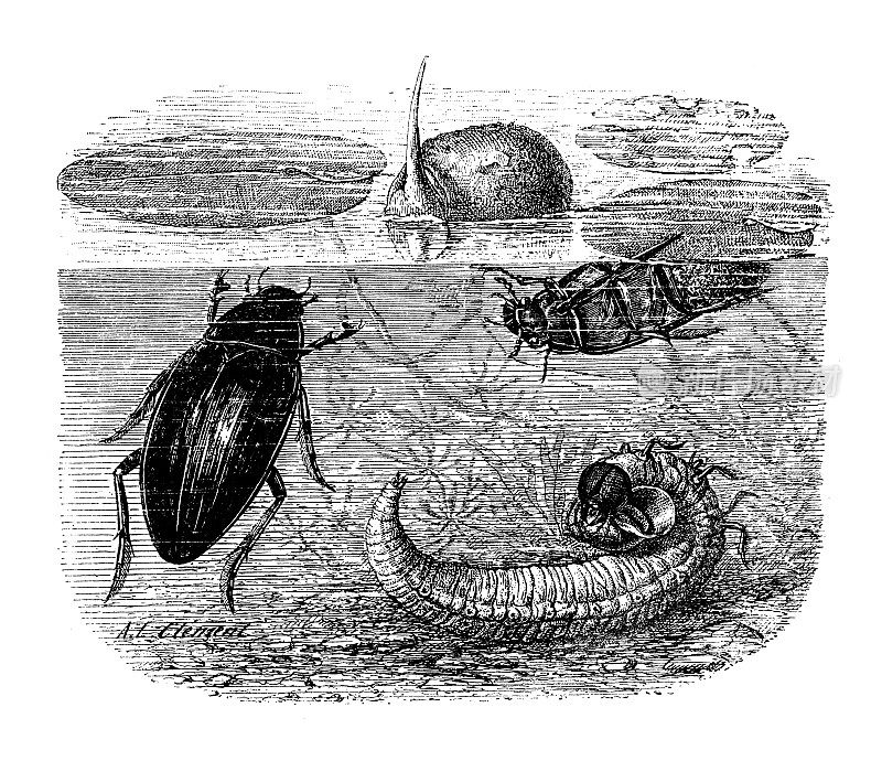 古董插图:嗜水虫(甲虫)