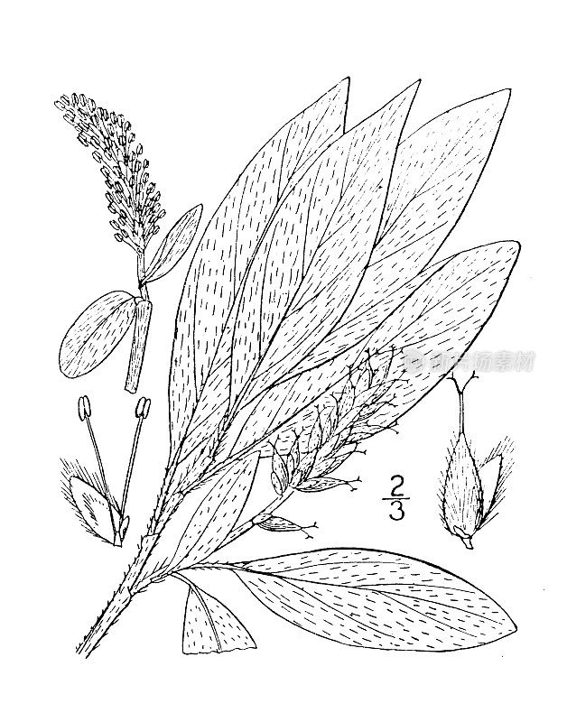 古植物学植物插图:黄柳、北柳