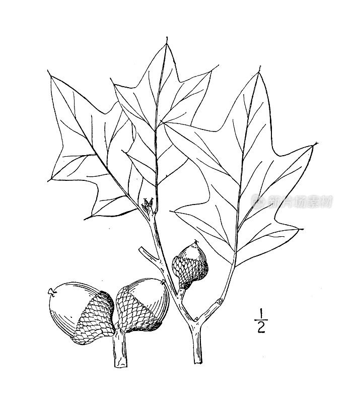 古董植物学植物插图:小栎，熊栎，矮栎