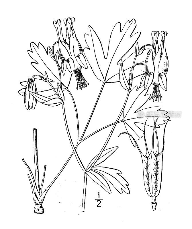 古植物学植物插图:加拿大耧斗菜、野生耧斗菜