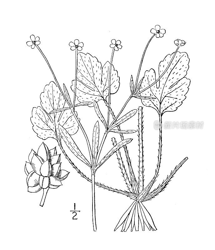 古植物学植物插图:毛茛，岩鸦