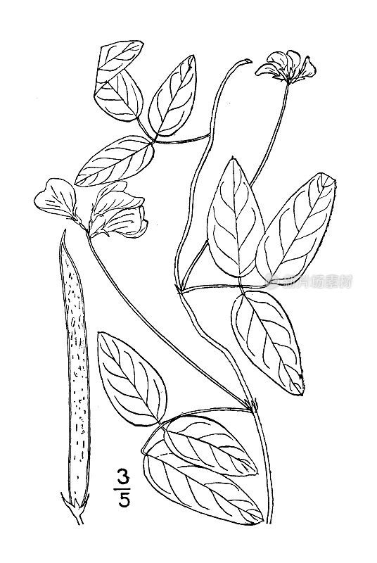 古植物学植物插图:伞形Strophostyles伞形，粉红色野生豆